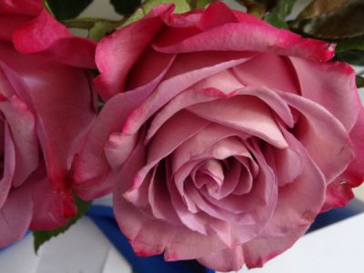 Ehrung unserer langjährigen Jubilare